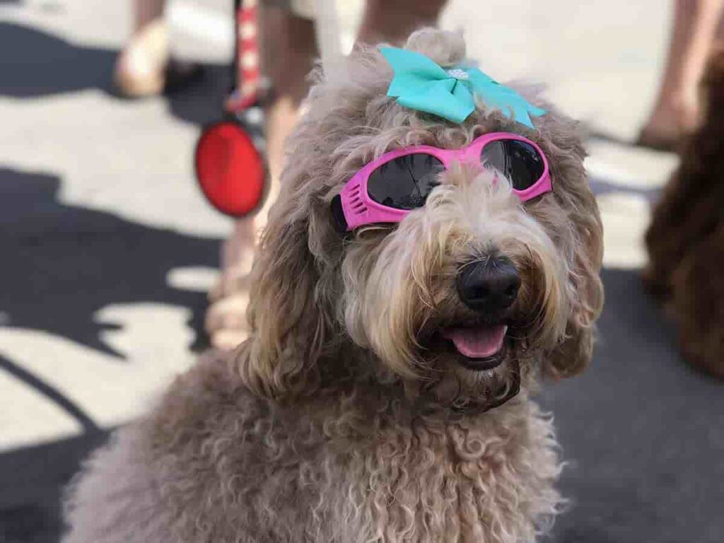 5 Dog Friendly Music Festivals in the US Fest Fanatic