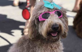 5 Dog Friendly Music Festivals in the US